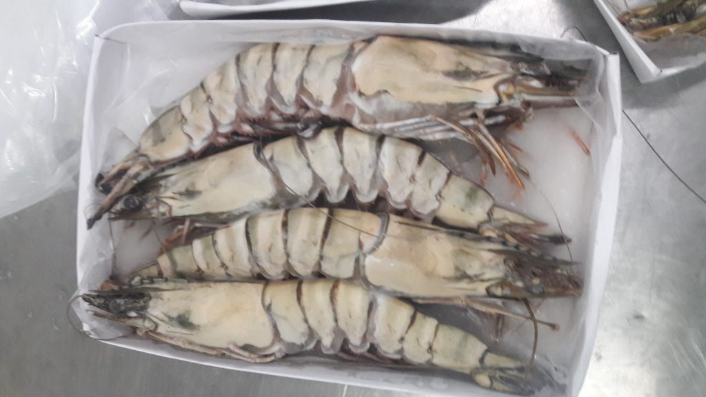 Frozen Black Tiger Hoso Raw Golden Seafood Vietnam